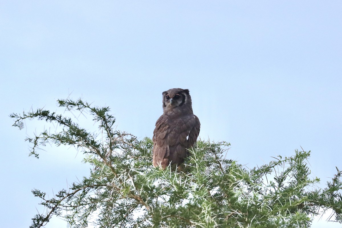 Verreaux's Eagle-Owl - ML643707598