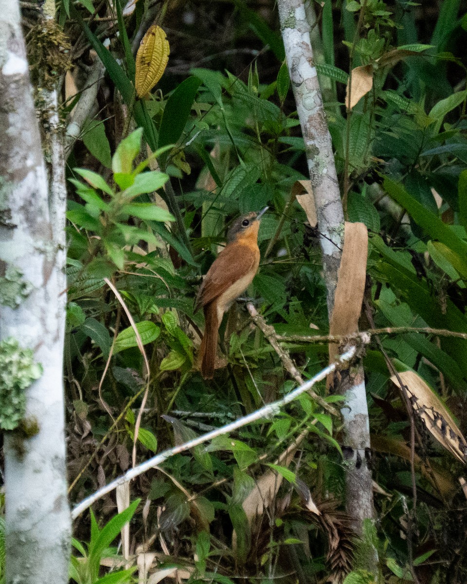 Chestnut-crowned Becard - ML643707602