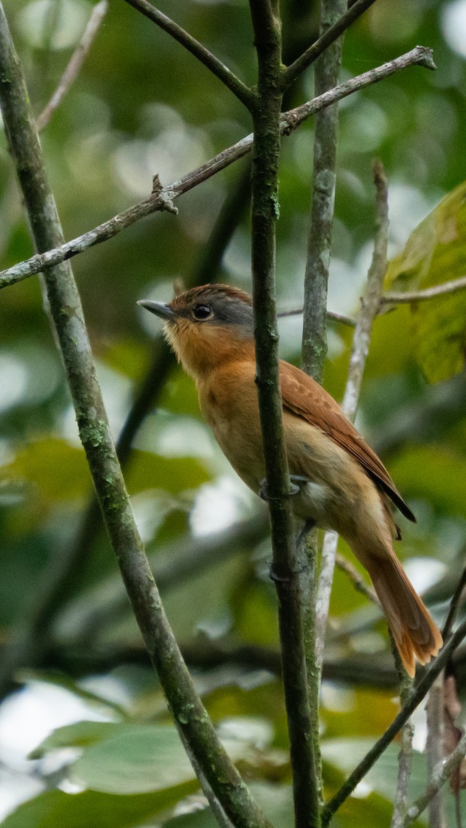 Chestnut-crowned Becard - ML643707603