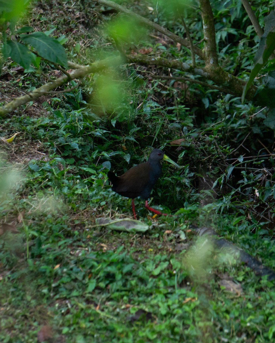 Blackish Rail - ML643707617