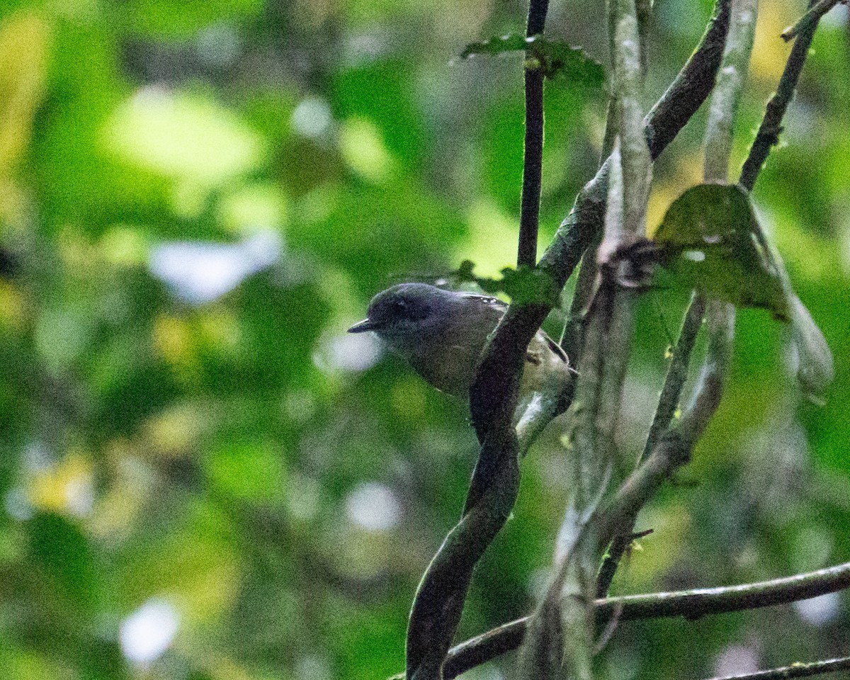 Olivgrau-Ameisenvogel - ML643707621