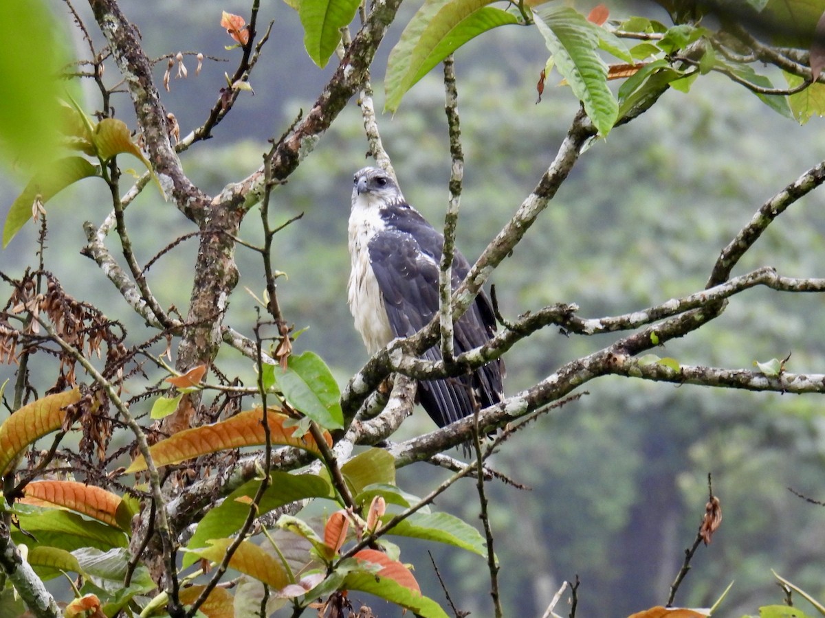Gray-backed Hawk - ML643707622