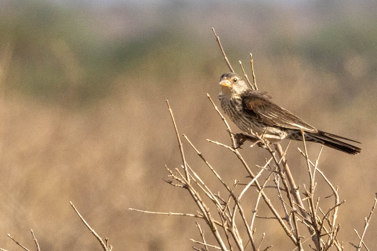 Red-billed Buffalo-Weaver - ML643707631