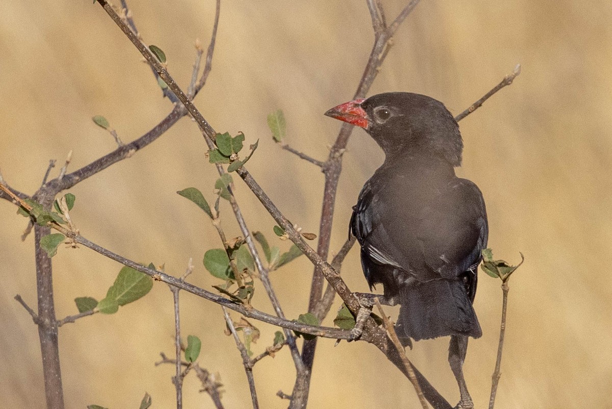 Red-billed Buffalo-Weaver - ML643707632