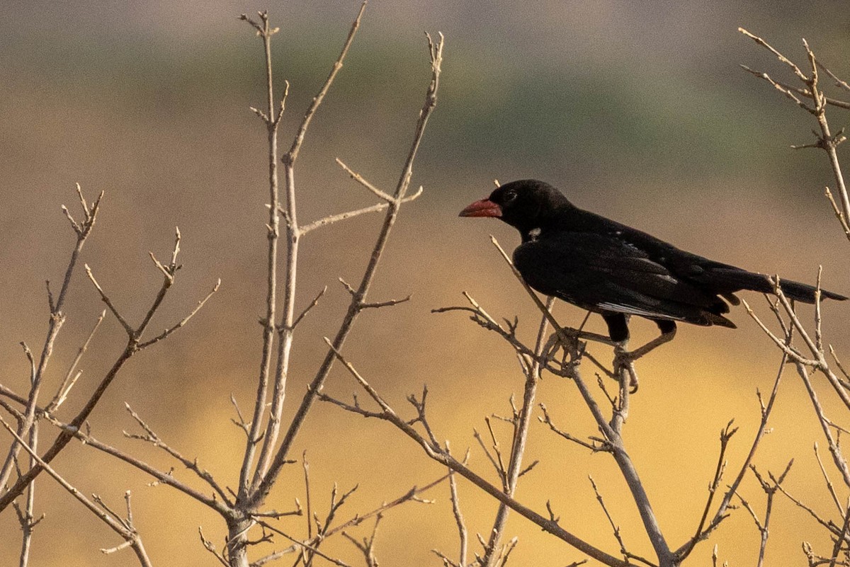 Red-billed Buffalo-Weaver - ML643707633