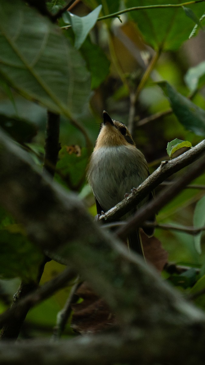 Ochre-faced Tody-Flycatcher - ML643707634