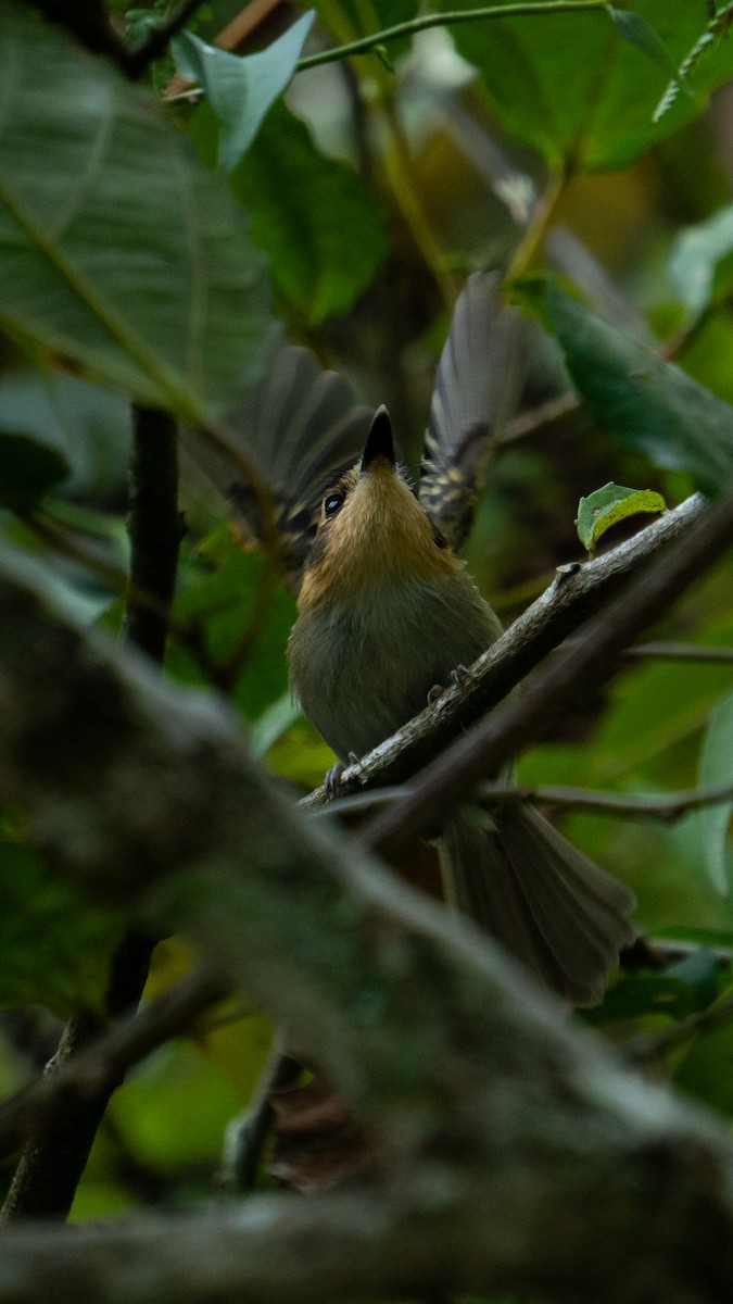 Ochre-faced Tody-Flycatcher - ML643707635