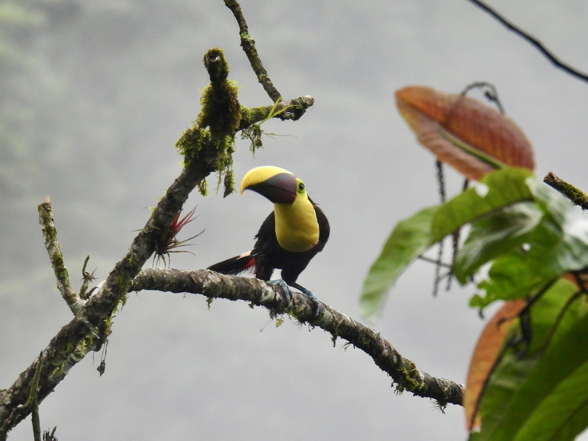 Yellow-throated Toucan (Chestnut-mandibled) - ML643707638