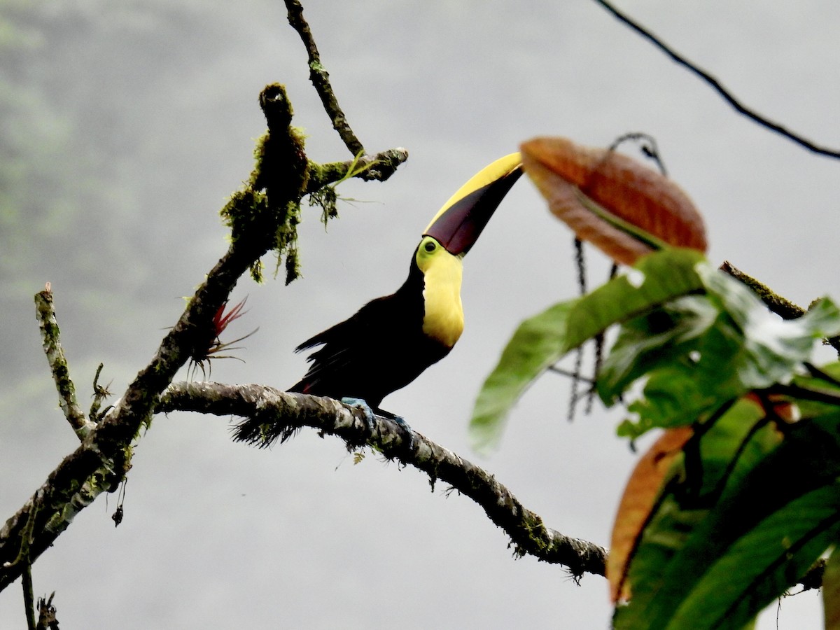 Yellow-throated Toucan (Chestnut-mandibled) - ML643707639
