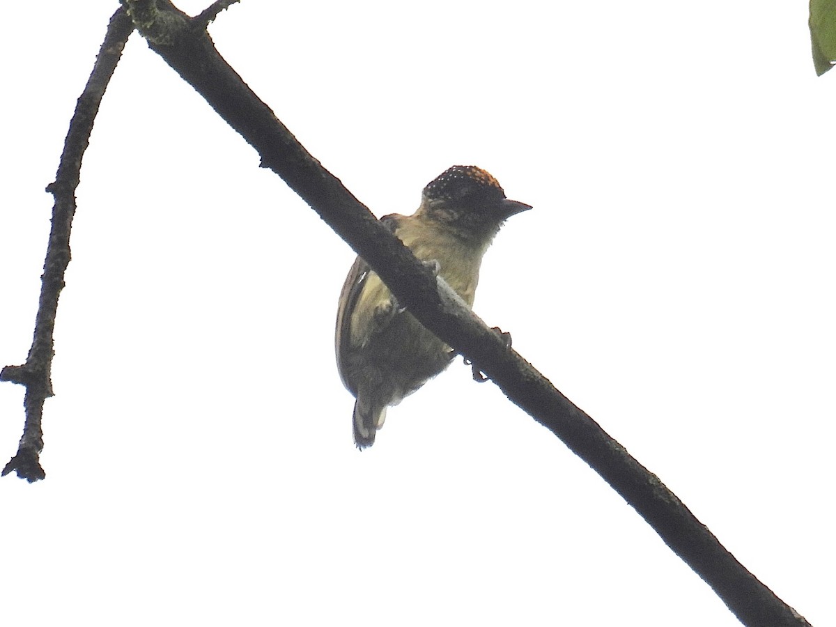 Olivaceous Piculet - ML643707641