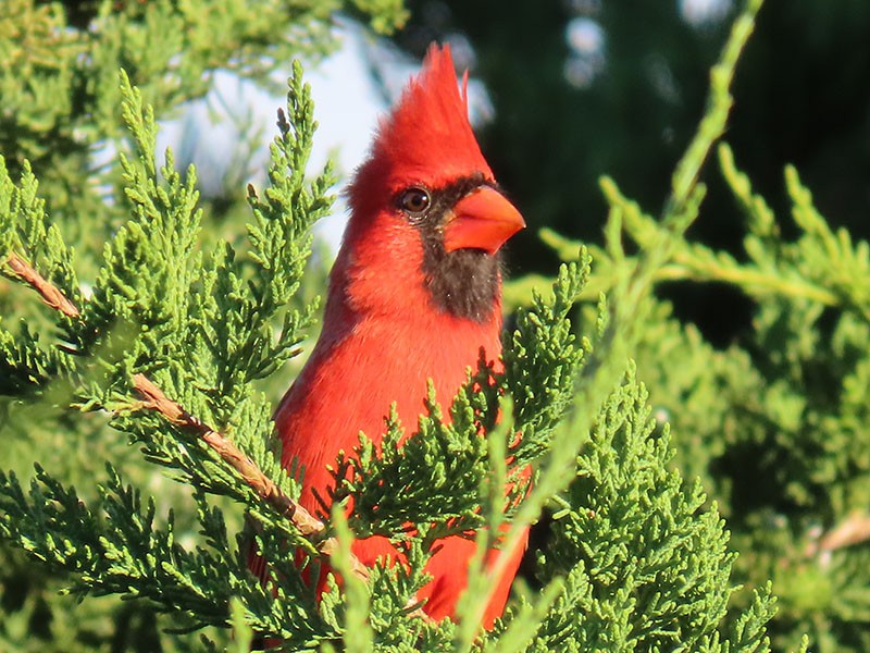 Northern Cardinal - ML643707660