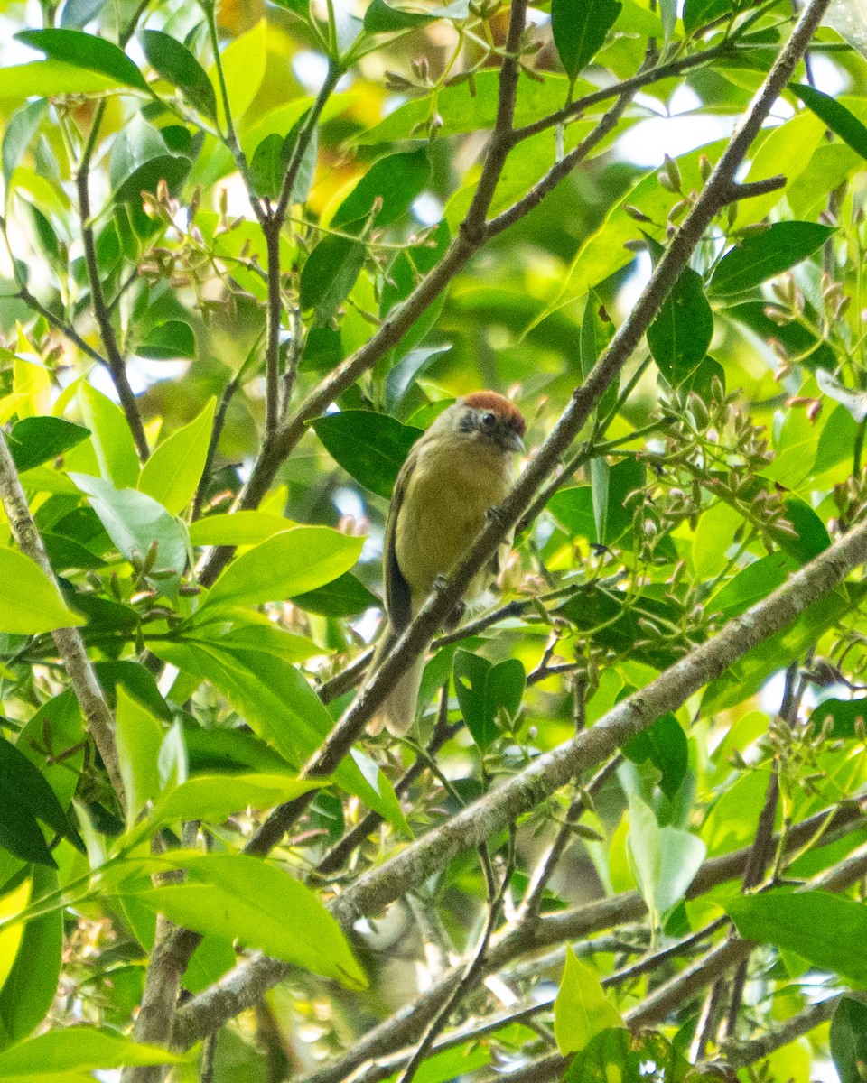 Rufous-crowned Greenlet - ML643707661