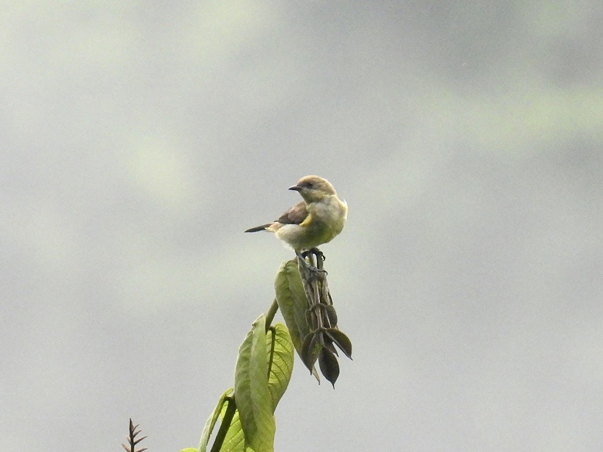 Black-faced Dacnis (Yellow-tufted) - ML643707690