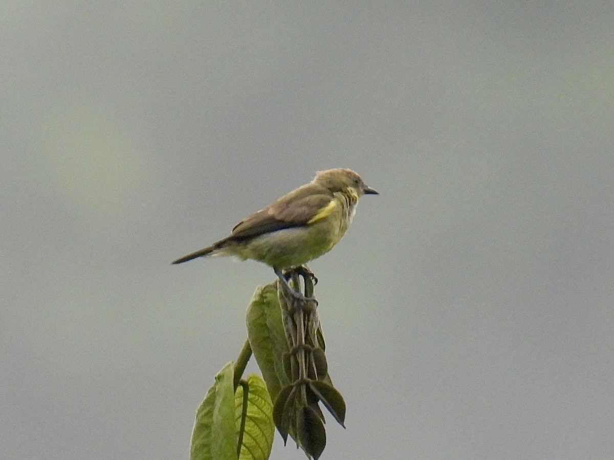 Black-faced Dacnis (Yellow-tufted) - ML643707691