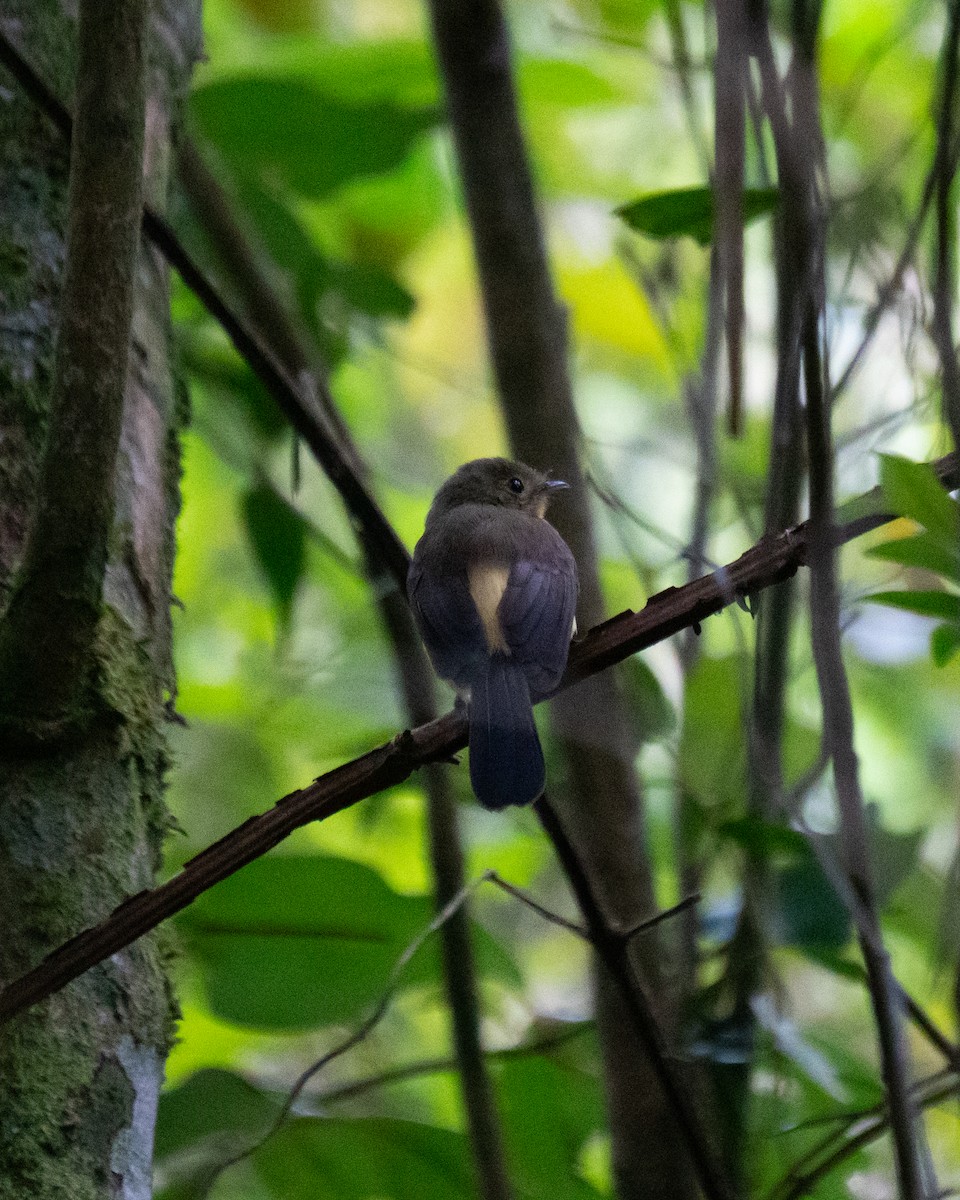 Black-tailed Flycatcher - ML643707698