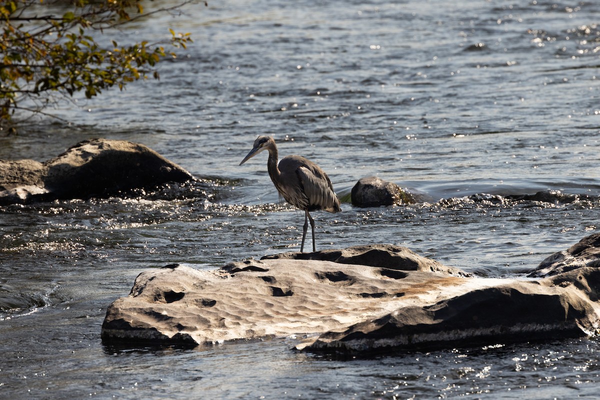 Great Blue Heron - ML643707699