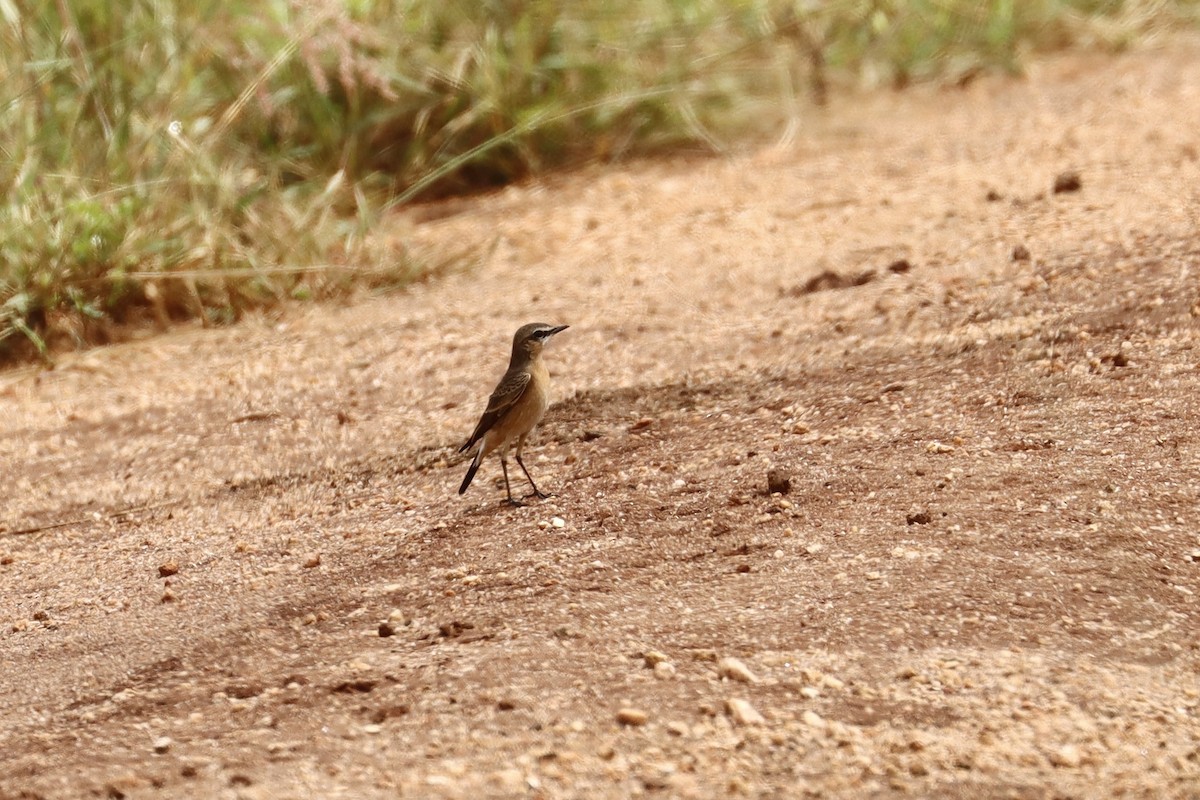 Heuglin's Wheatear - ML643707701