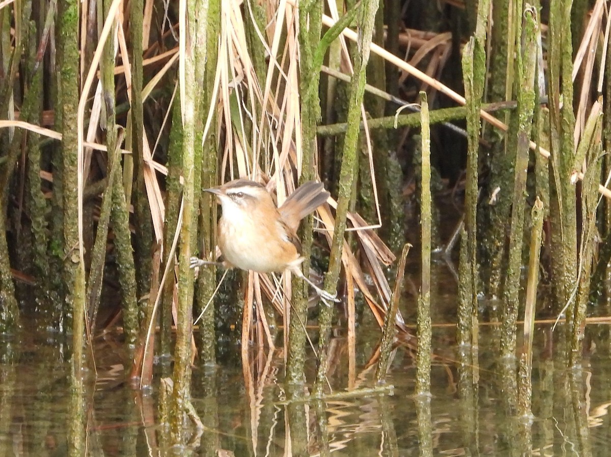 Moustached Warbler - ML643707708