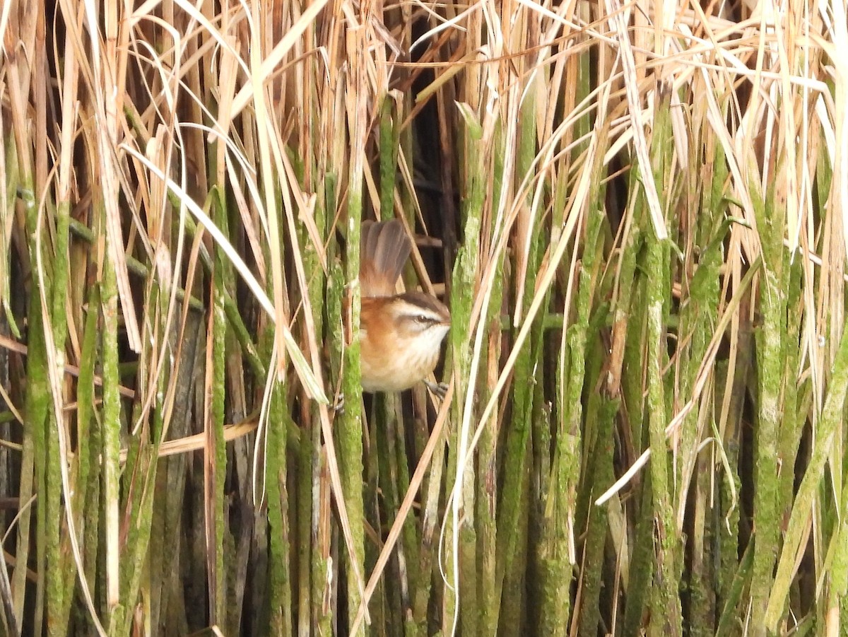 Moustached Warbler - ML643707709