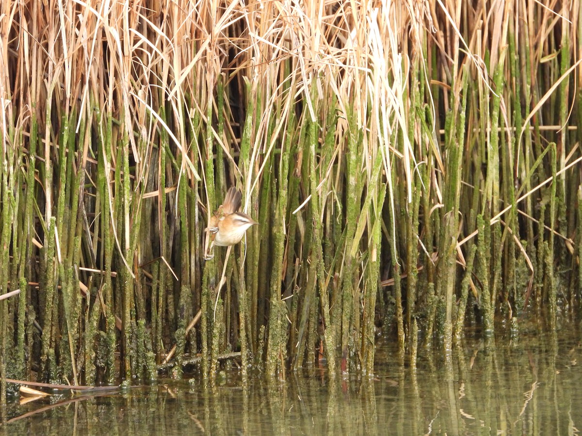 Moustached Warbler - ML643707710