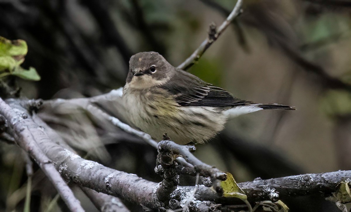 Yellow-rumped Warbler - ML643707718