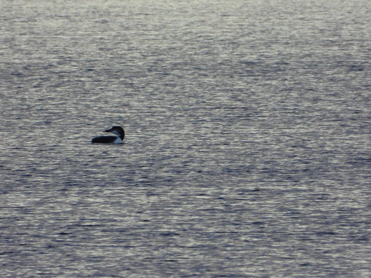 Common Loon - ML643707720