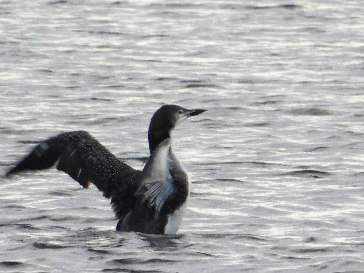Common Loon - ML643707721