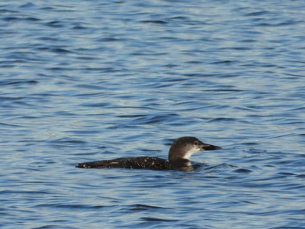 Common Loon - ML643707722