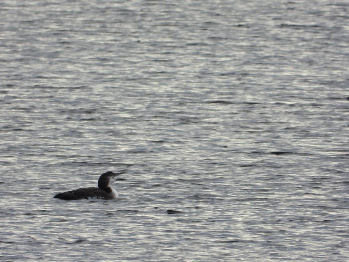 Common Loon - ML643707723