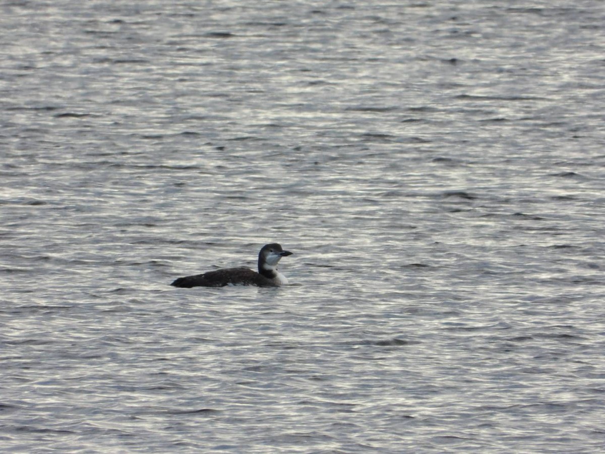 Common Loon - ML643707724
