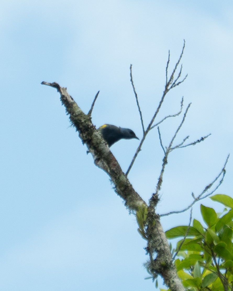 Golden-chevroned Tanager - ML643707725