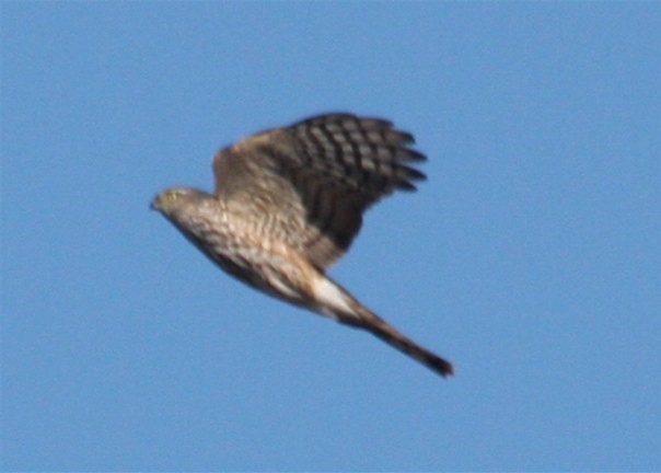 Sharp-shinned Hawk - ML643707727