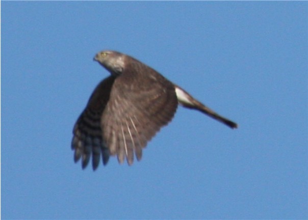 Sharp-shinned Hawk - ML643707728