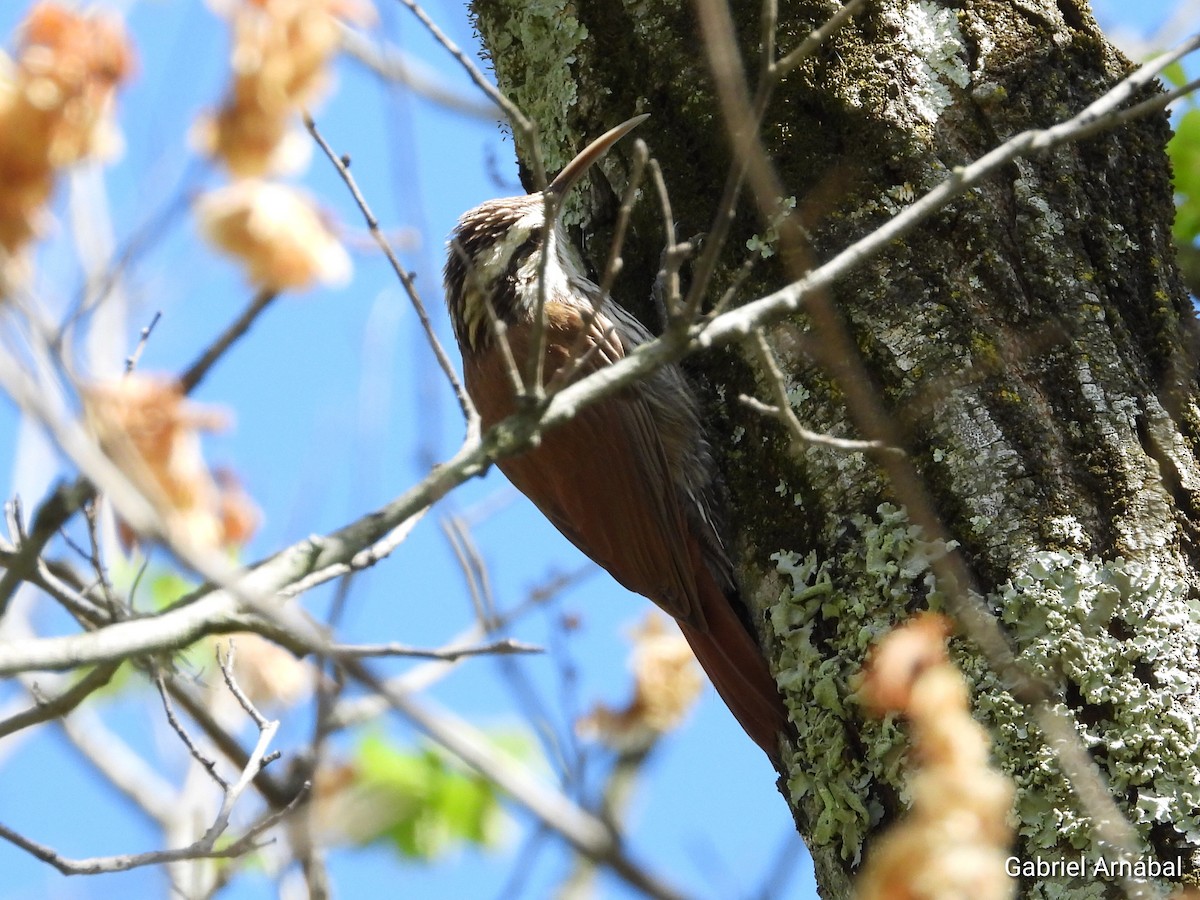 Narrow-billed Woodcreeper - ML643707736