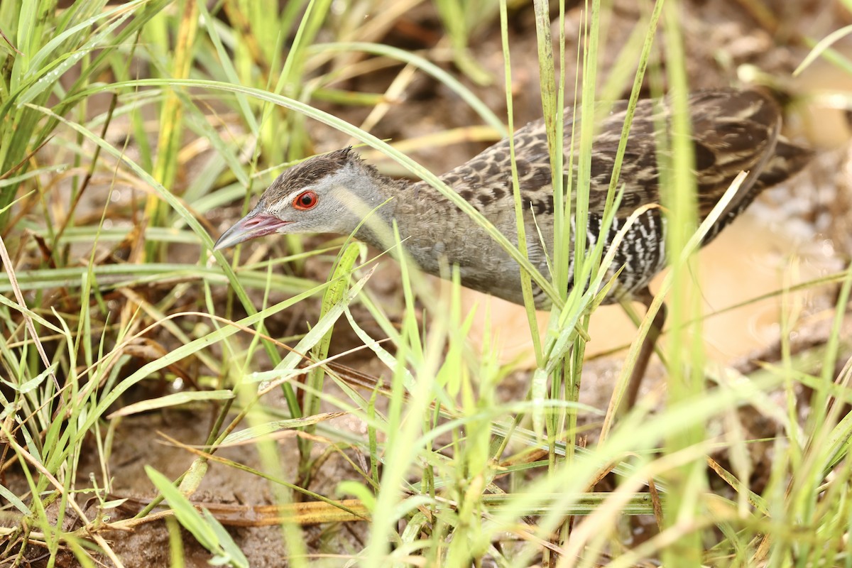 African Crake - ML643707739