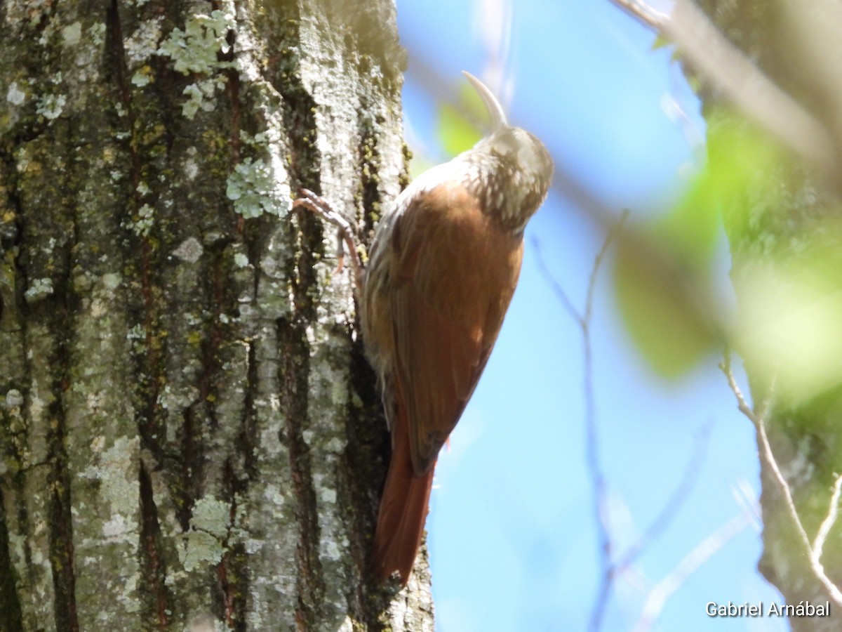 Narrow-billed Woodcreeper - ML643707742