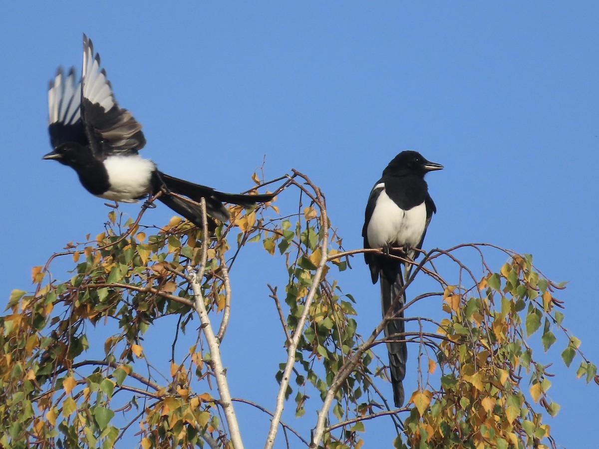 skjære - ML643707745