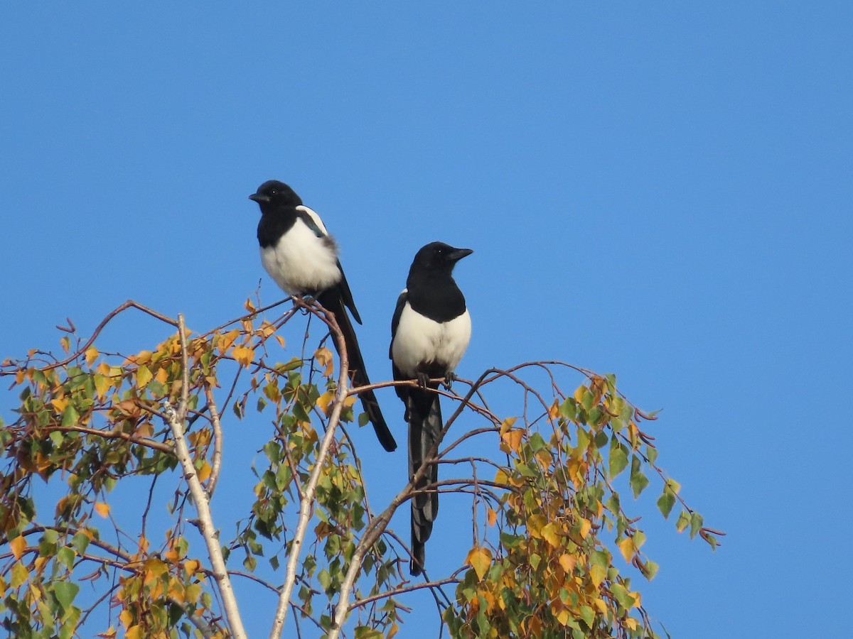 skjære - ML643707746