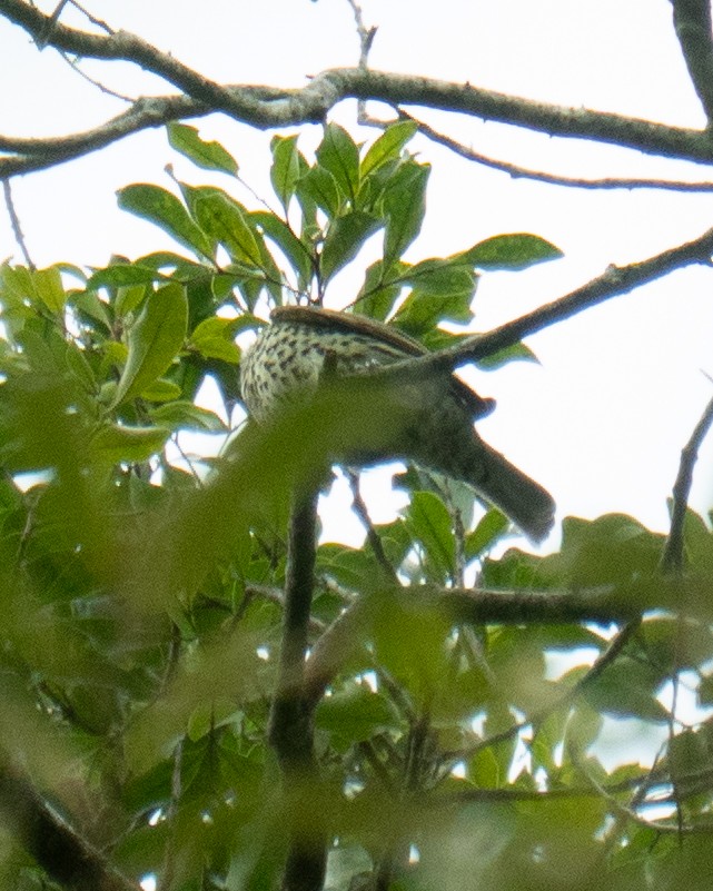 Sharpbill - ML643707758