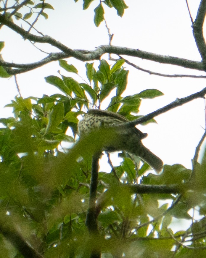 Sharpbill - ML643707759