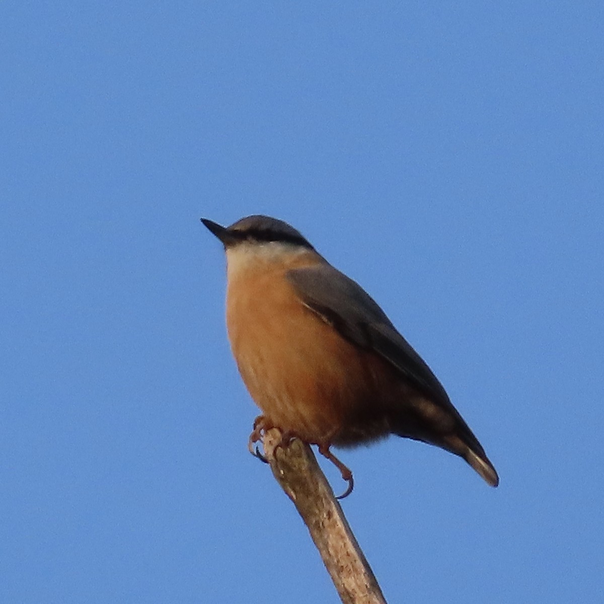 Eurasian Nuthatch - ML643707763