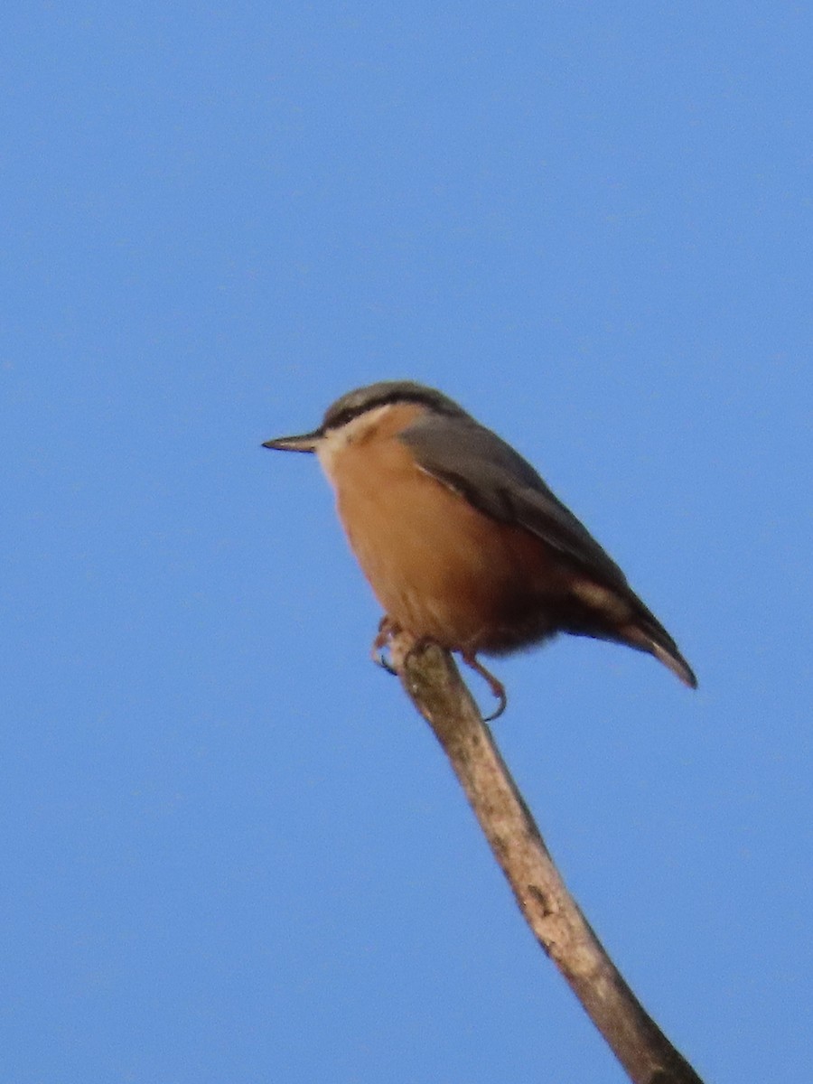 Eurasian Nuthatch - ML643707764