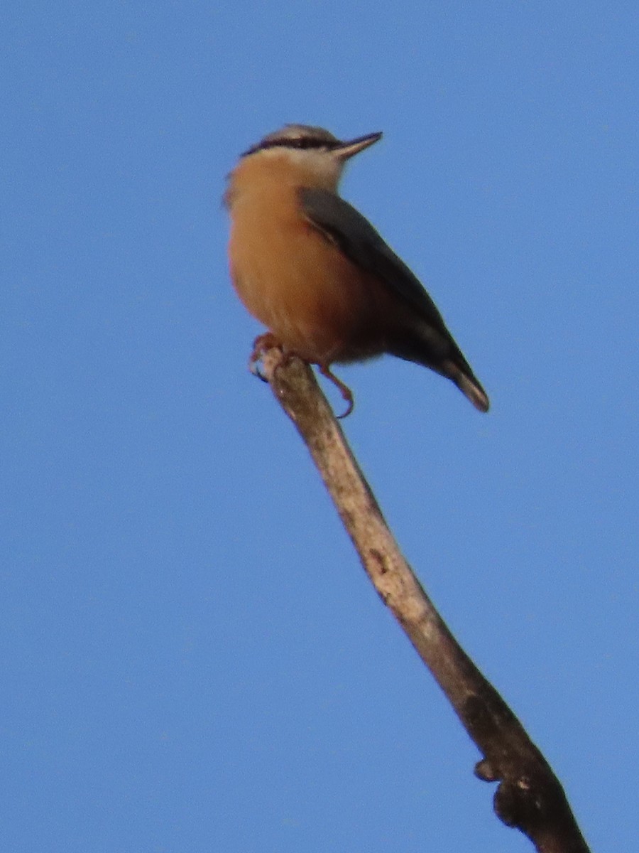 Eurasian Nuthatch - ML643707765