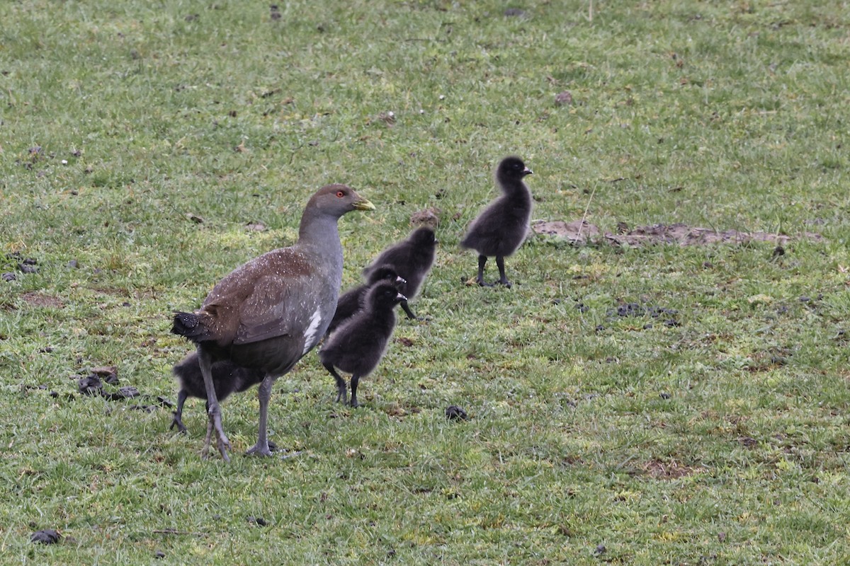 Tasmanian Nativehen - ML643707786