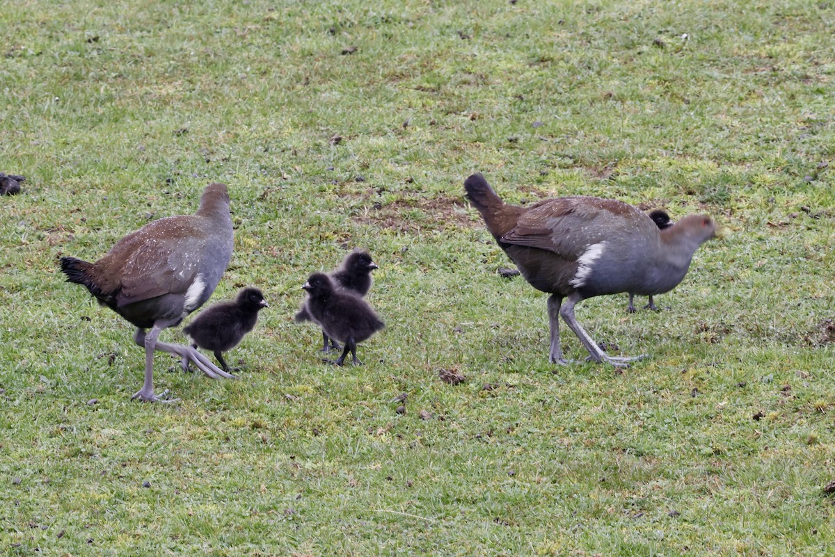 Tasmanian Nativehen - ML643707787
