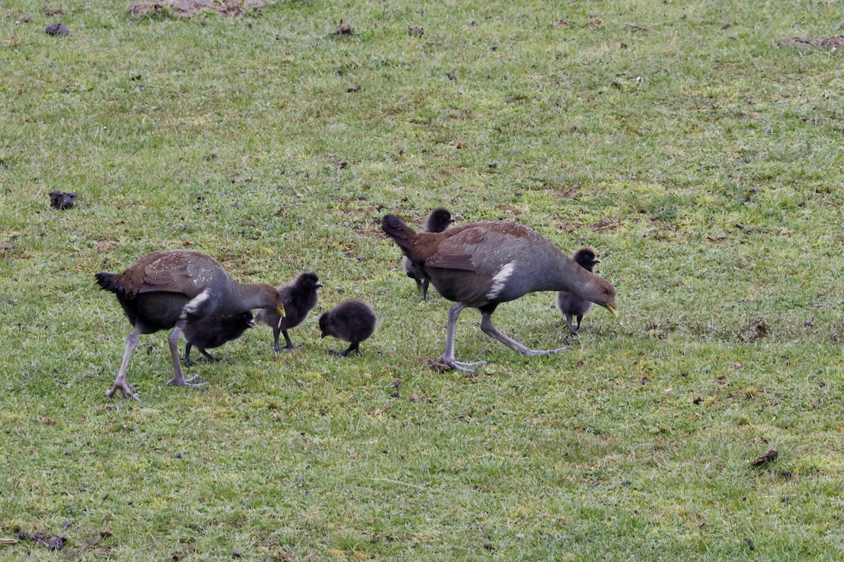 Tasmanian Nativehen - ML643707788
