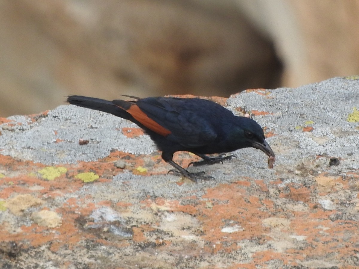 Red-winged Starling - ML643707792