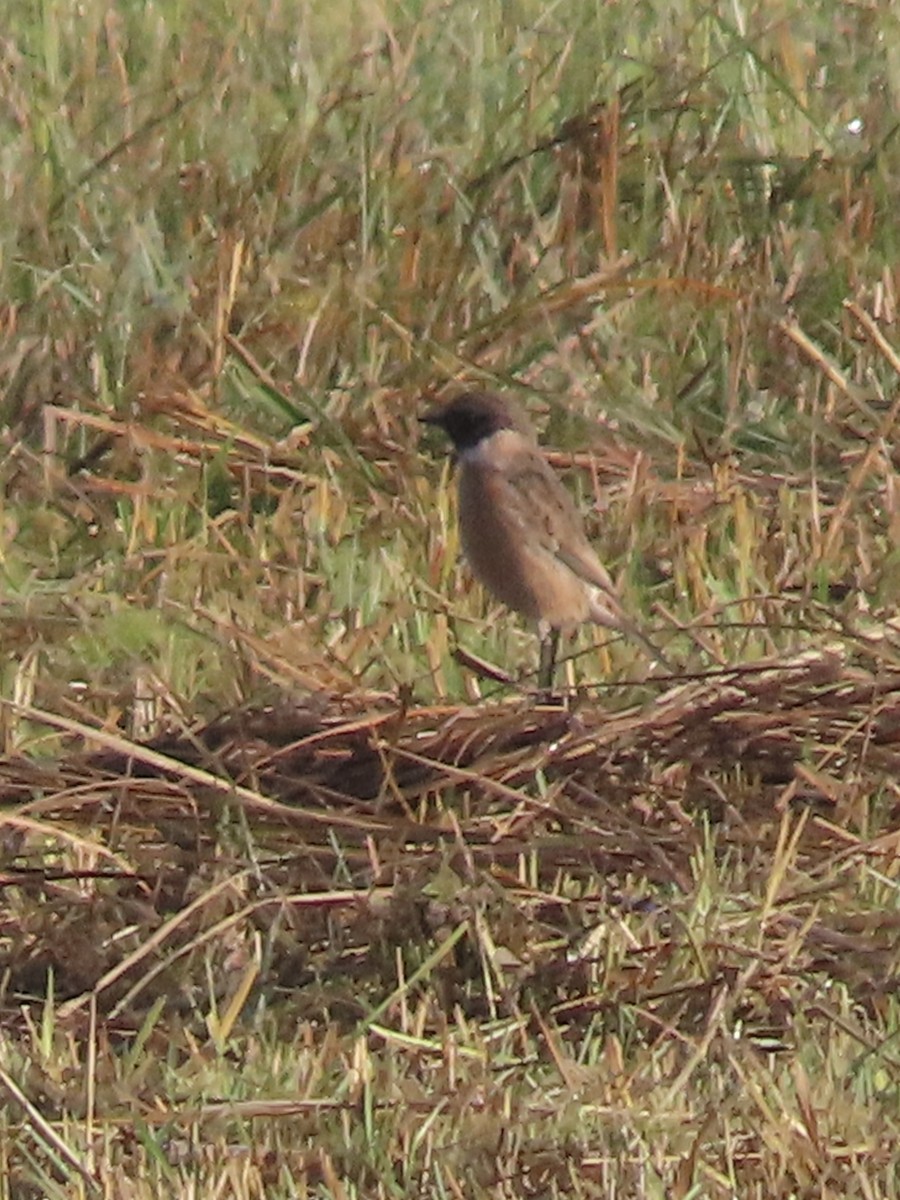 svartstrupe - ML643707796