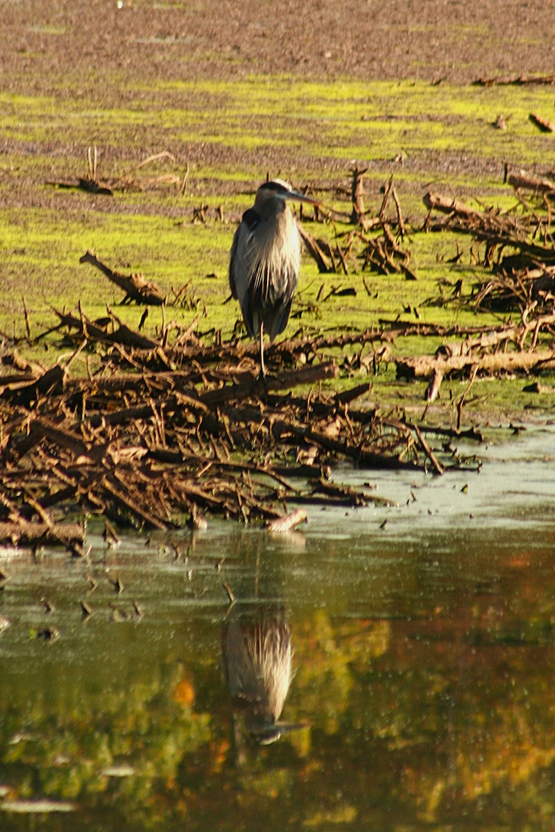 Great Blue Heron - ML643707797