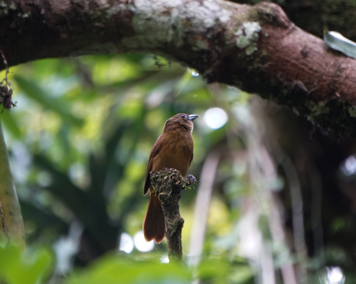 Ruby-crowned Tanager - ML643707812